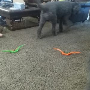 Meet your Posher, Henry